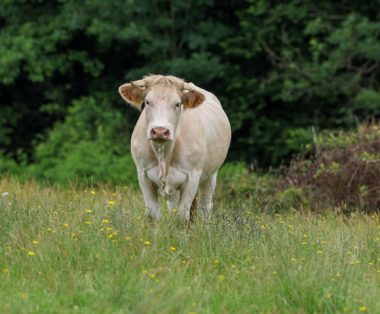 vache