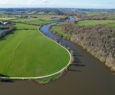 sage mayenne
